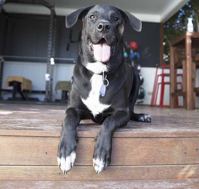 Dog 9