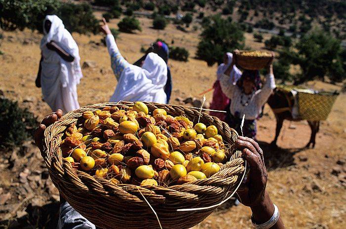 Morocco, Souss Massa Draa Region, Ait Baha, picking argan