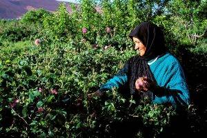 Morocco, High Atlas, Dades Valley, Valley of Roses, picking of the roses