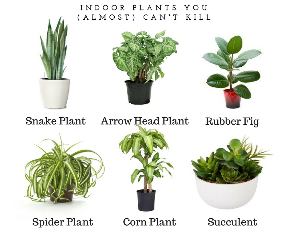 Best indoor house plants australia