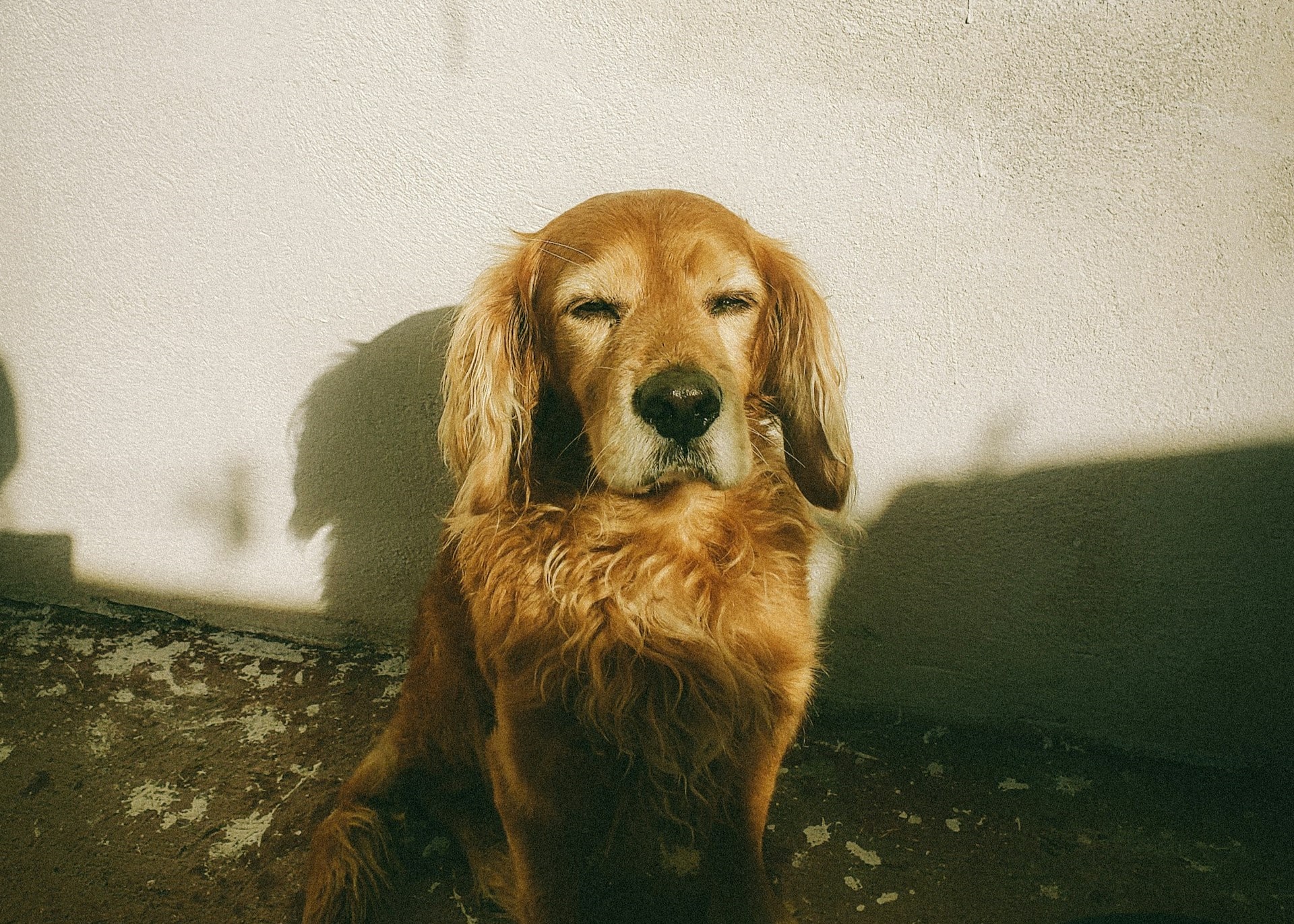 How To Make a Dog Poo Compost 2025