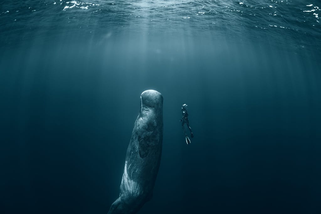 ocean film festival 2018