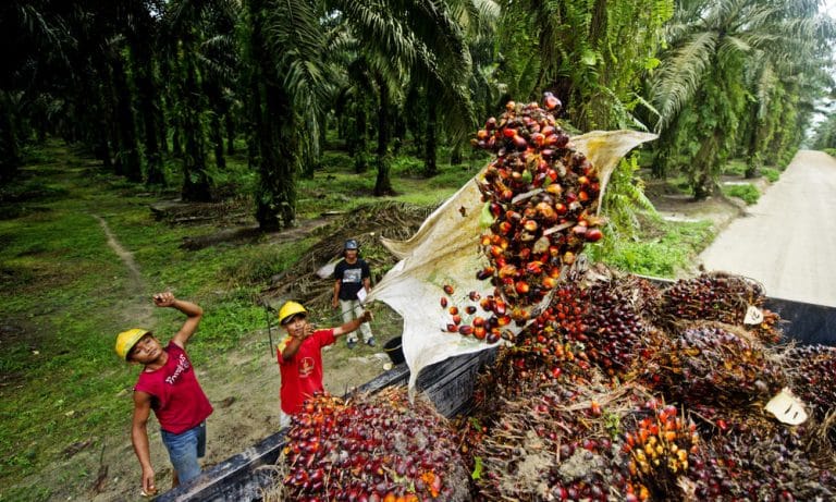 What is Palm Oil and Do We Need to Boycott it? - The Green Hub