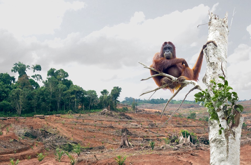 Image result for palm oil devastation