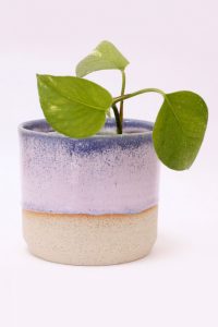 indoor plant vase
