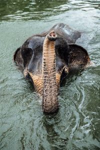 Phuket Thailand ethical elephant sanctuary