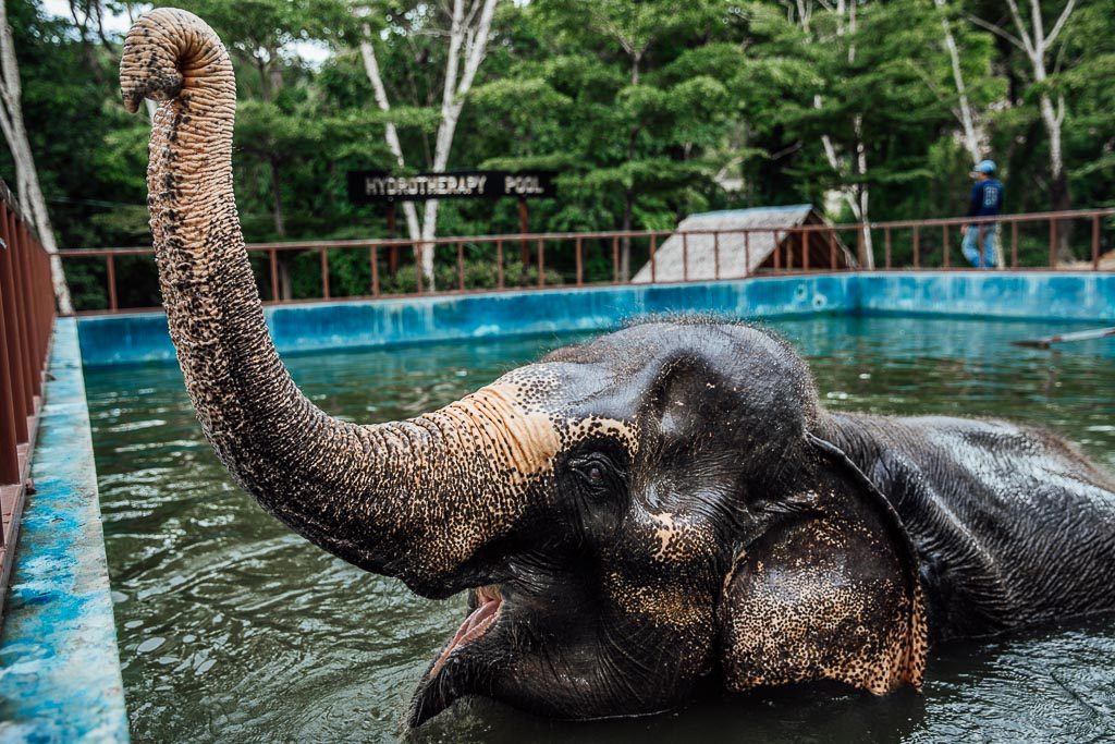 Phuket Thailand ethical elephant sanctuary