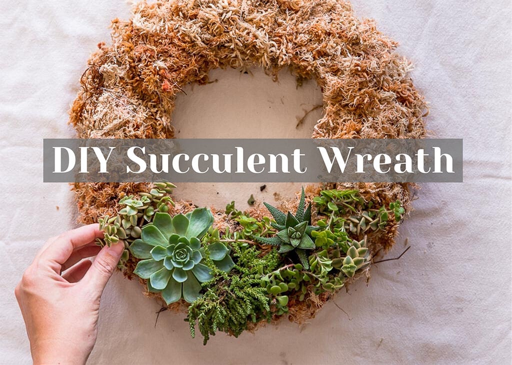 Easy To Make Diy Succulent Wreath The Green Hub