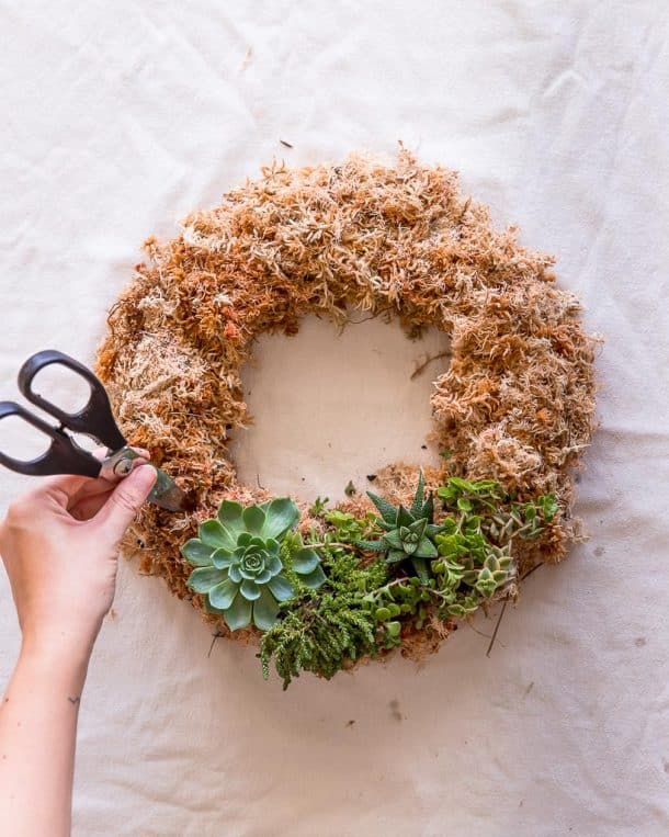 Easy To Make Diy Succulent Wreath The Green Hub