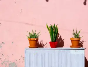 Best indoor plants for stress