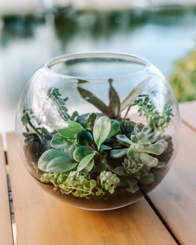 Create a Mini Indoor Garden With This Succulent Terrarium DIY - The ...