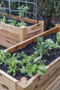 Beginner veggie garden
