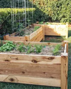 Beginner veggie garden