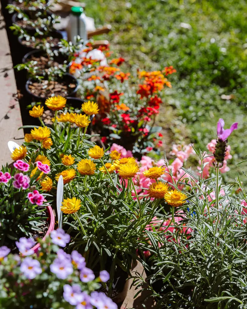 make a pollinator garden