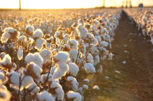 Australian grown cotton sustainable
