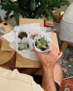 Plants in a box sustainable Christmas gift ideas