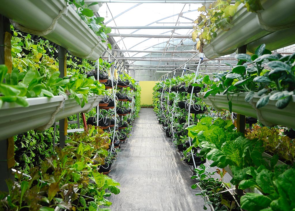 Vertical-Farming-is-the-future
