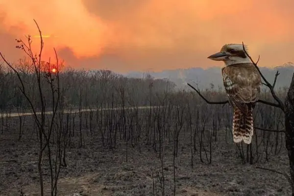 Australia bushfires 2020 Climate Change