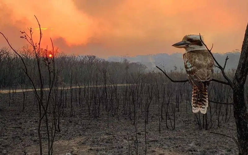 Australia bushfires 2020 Climate Change