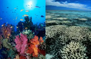 Great Barrier Reef bleaching before after Greenpeace