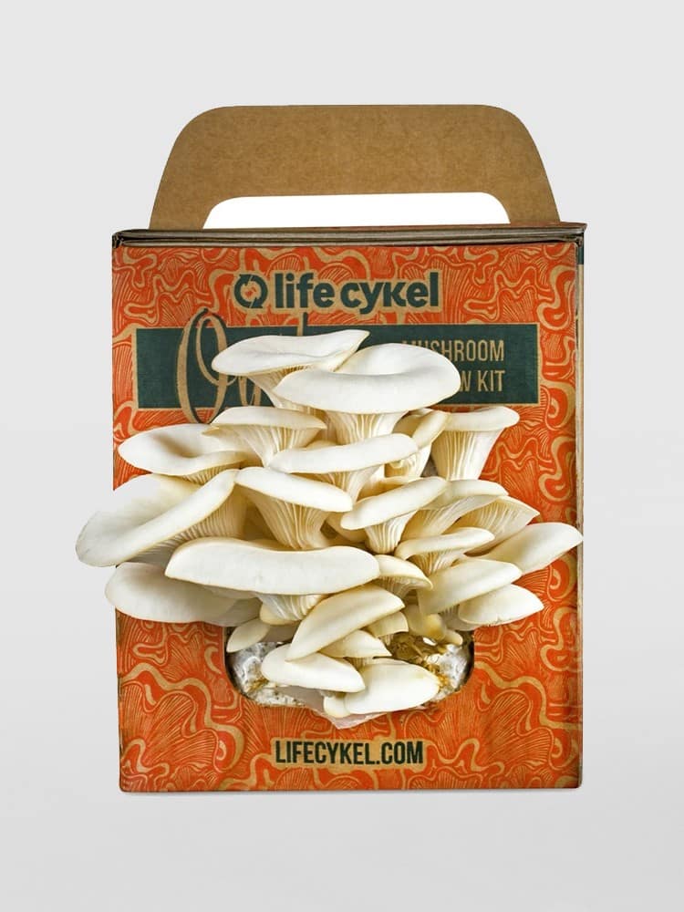 Life-Cykel-Oyster-Mushroom-Grow-Kit-1