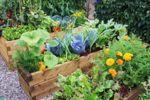 sustainable gardening tips