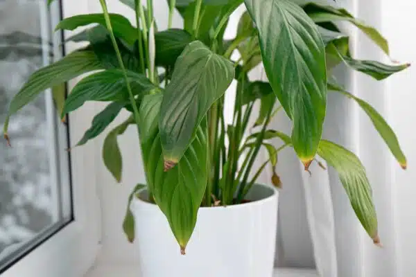 Houseplant screaming at you
