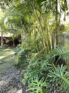 The Green House Australian Native Garden