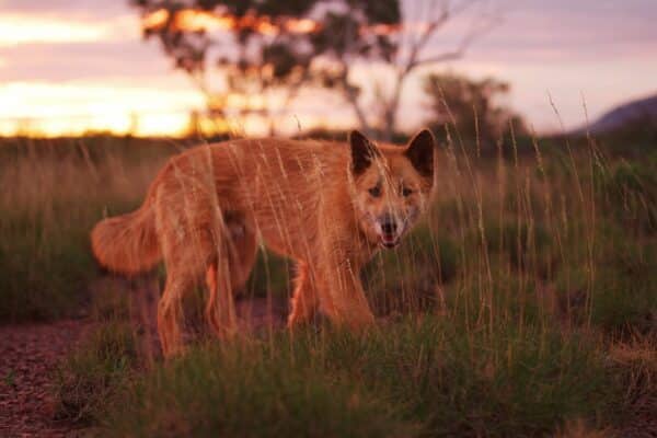 Australian nature documentaries