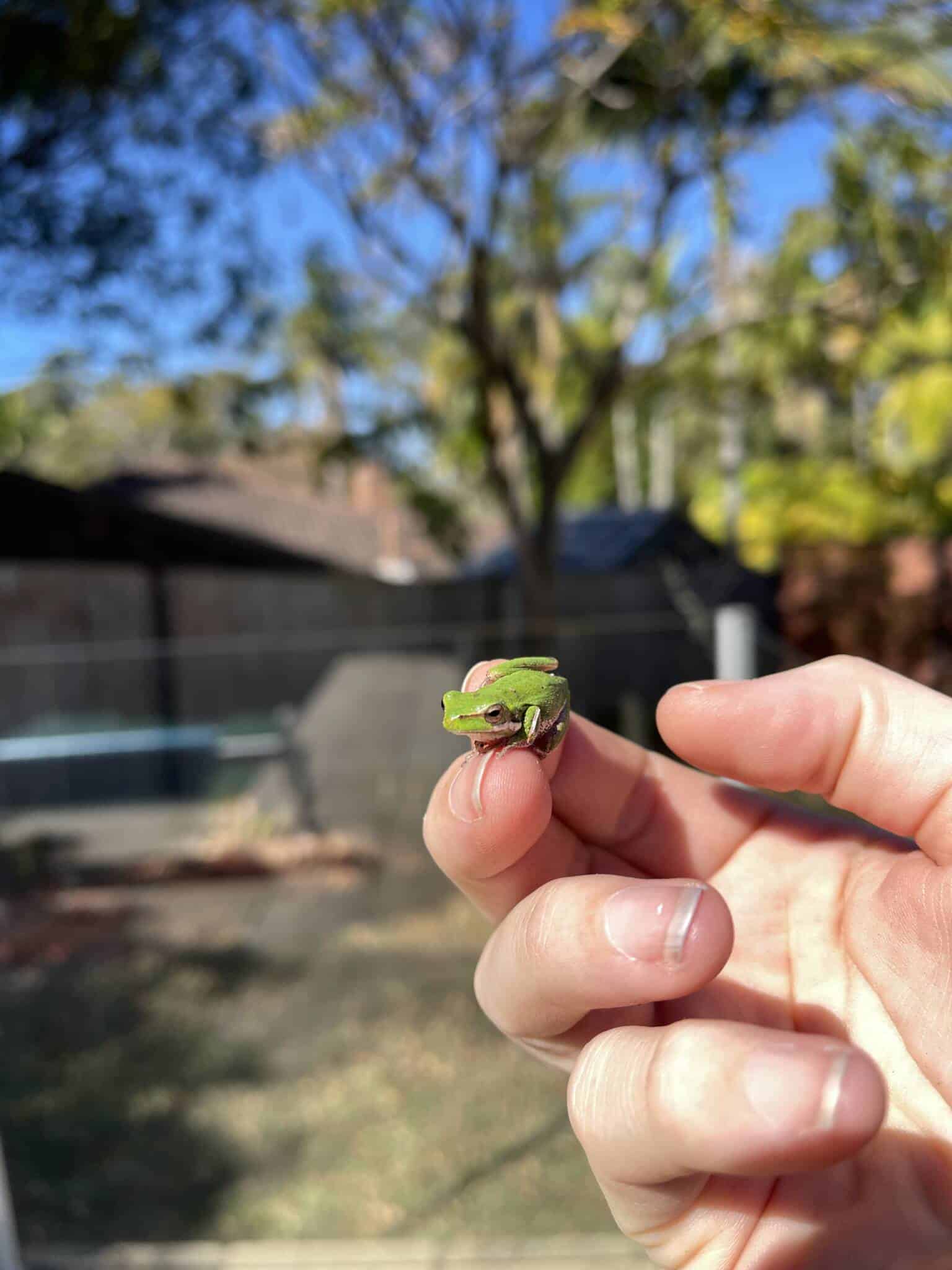 Dwarf green tree frog