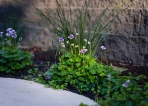 rewilding my backyard