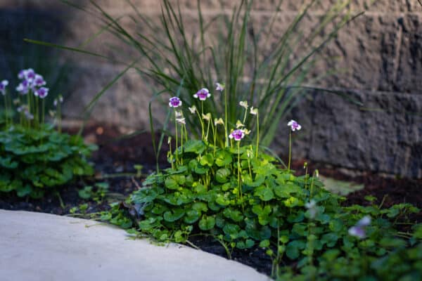 rewilding my backyard