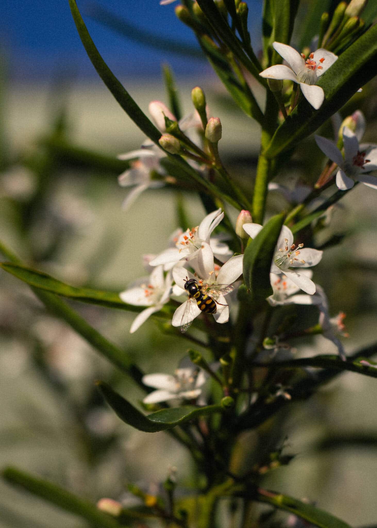 Australian native garden