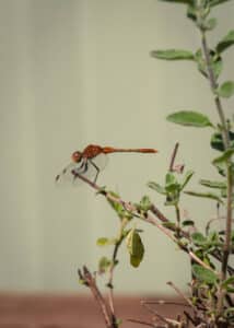 Australian native garden dragonfly