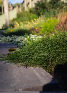 Australian native garden