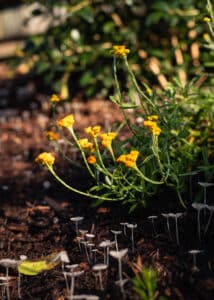 Australian native garden yellow buttons