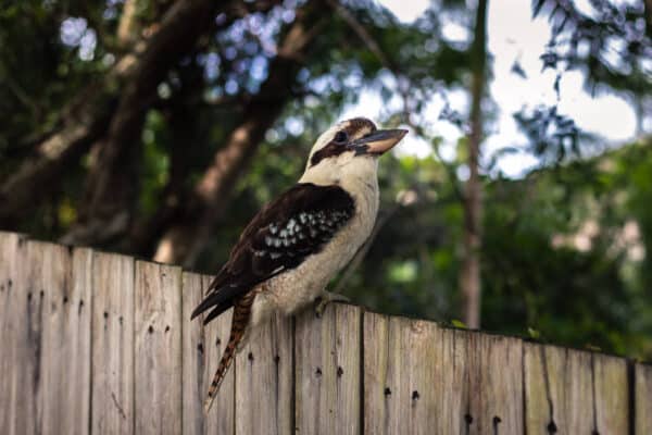 Australian native garden rewilding