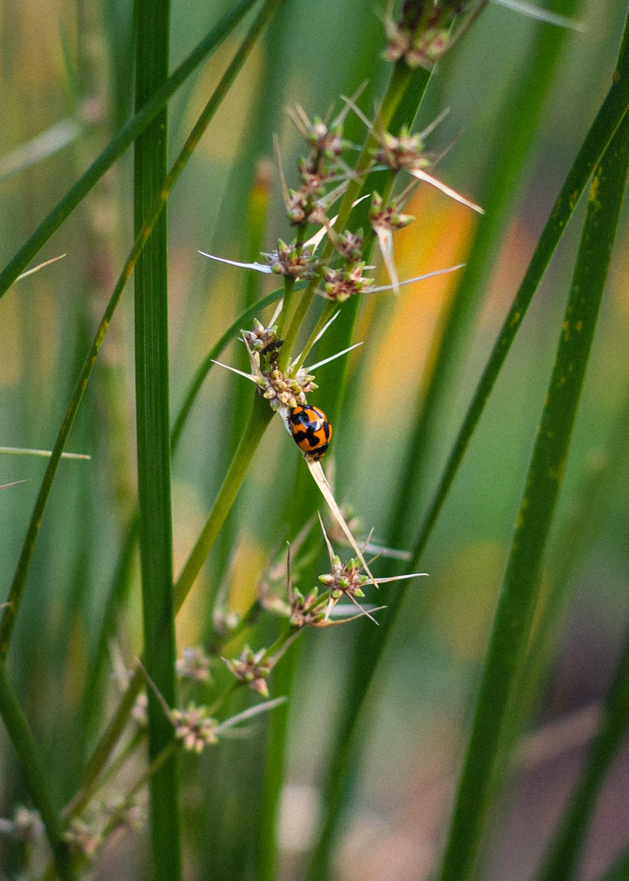 Australian native garden