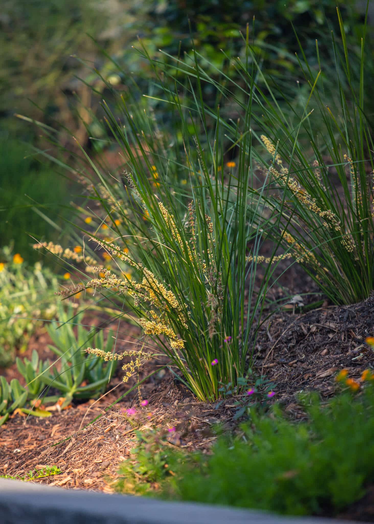 Australian native garden