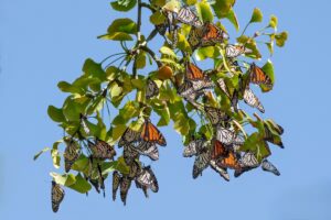 Monarchs have established wintering sites in New Zealand and Australia. Kathy Reid, CC BY-SA