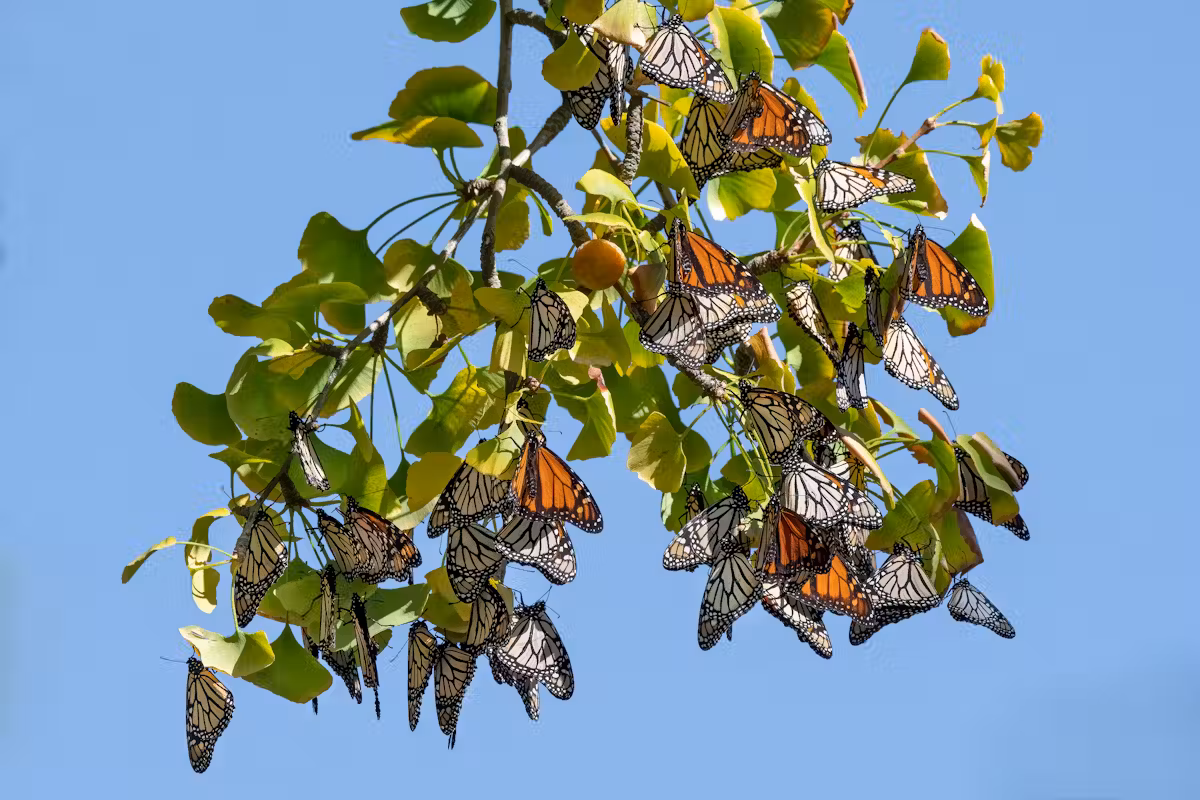 Monarchs have established wintering sites in New Zealand and Australia. Kathy Reid, CC BY-SA