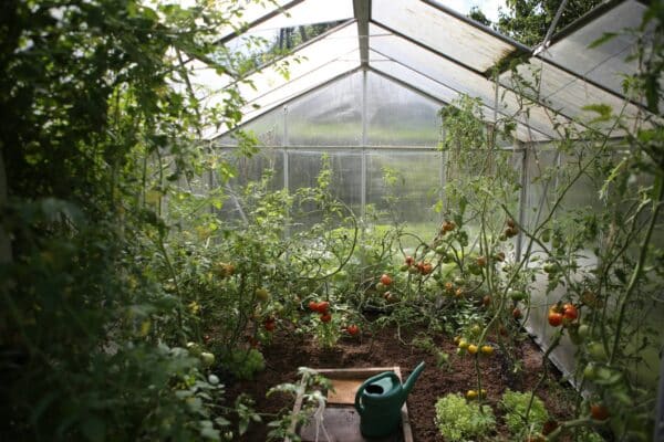 Gardening good for mental health wellbeing