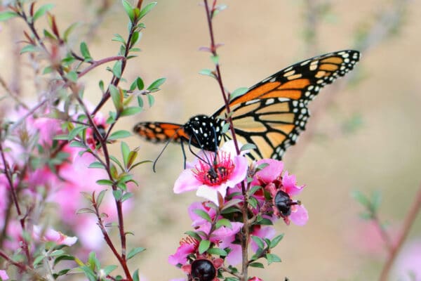 how to attract butterflies australia