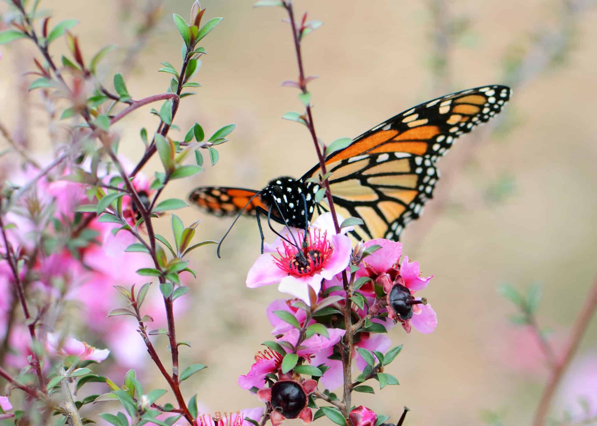 how to attract butterflies australia