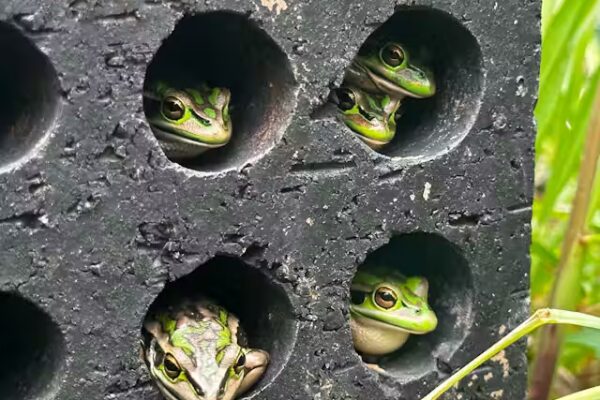 DR Anthony Waddle frog sauna