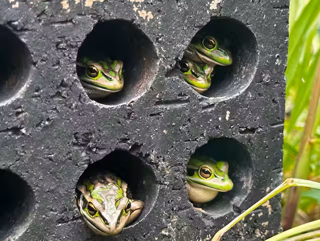 DR Anthony Waddle frog sauna