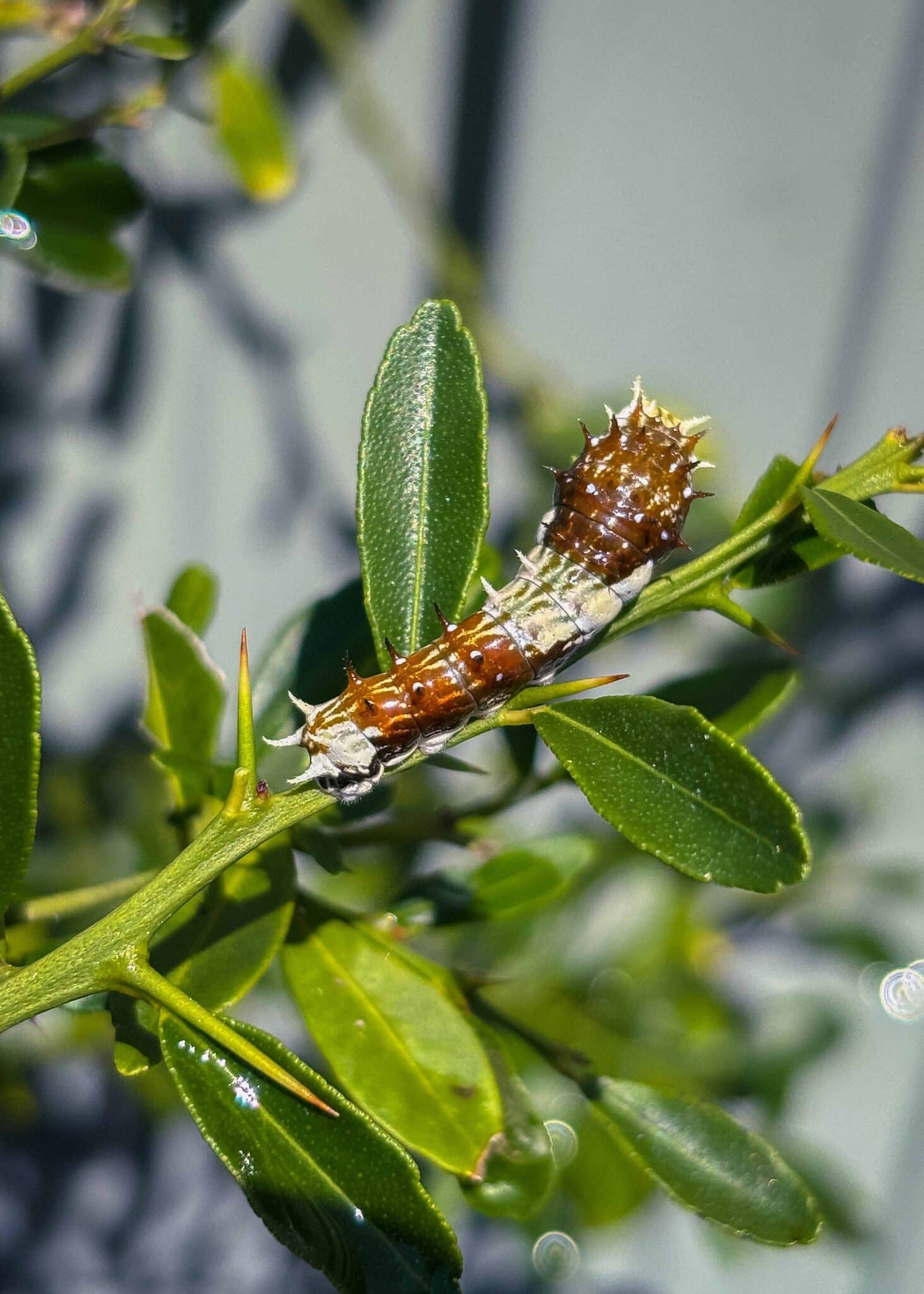 butterfly garden Australia