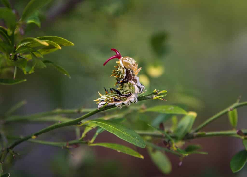 butterfly garden Australia