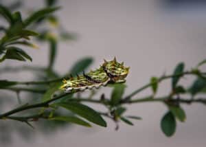 butterfly garden Australia
