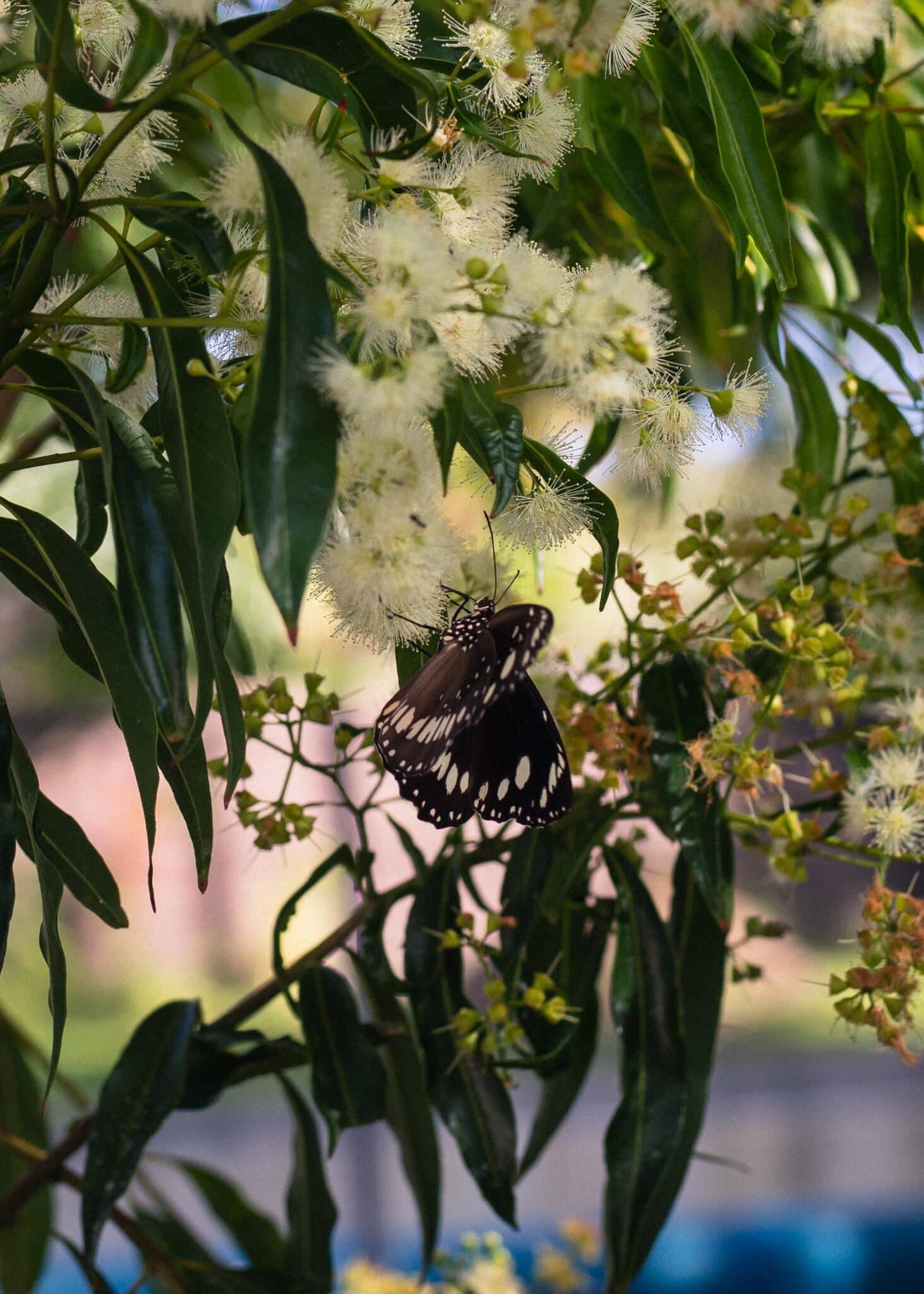 how to make a butterfly garden
